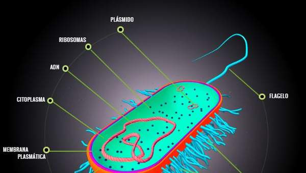 La célula procariota La célula procariota
