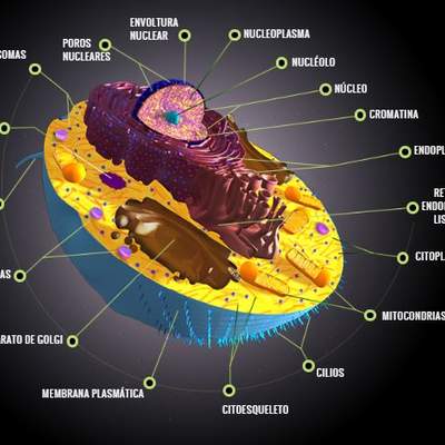 La célula eucariota La célula eucariota