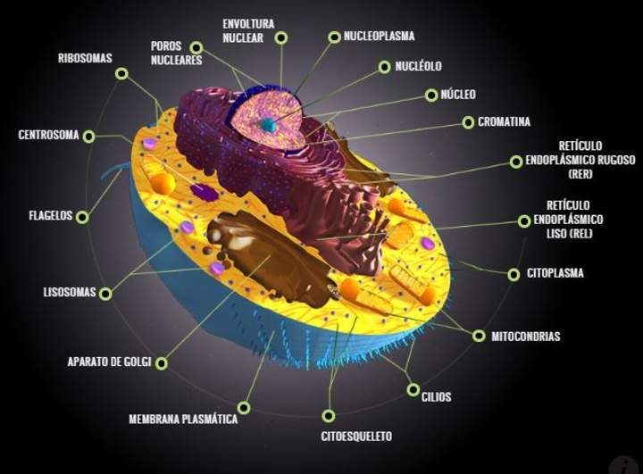 La célula eucariota La célula eucariota