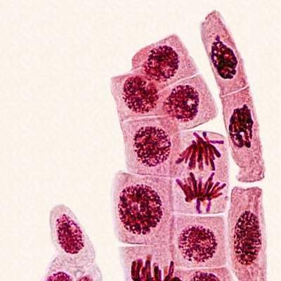 Reproducción celular Reproducción celular