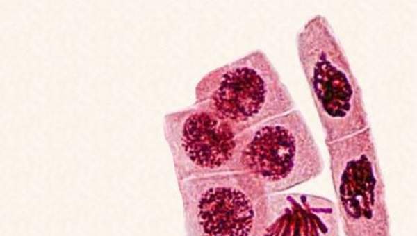 Reproducción celular Reproducción celular