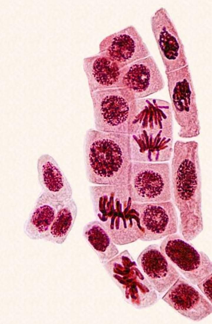 Reproducción celular Reproducción celular