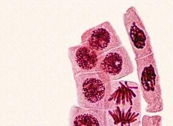 Reproducción celular Reproducción celular