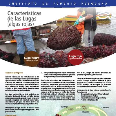 Características de las lugas algas rojas. Características de las lugas algas rojas.