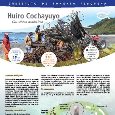 Huiro Cochayuyo. Huiro Cochayuyo.