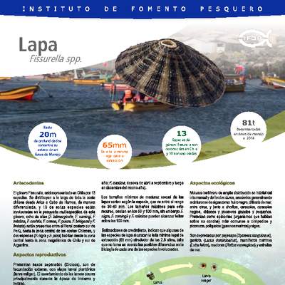Lapa (Fissurella spp) Lapa (Fissurella spp)