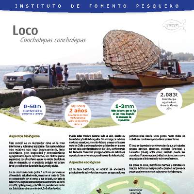 Loco (Concholepas concholepas). Loco (Concholepas concholepas).