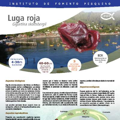 Luga roja. Luga roja.