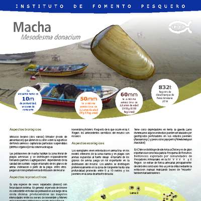 Macha (Mesodesma donacium). Macha (Mesodesma donacium).