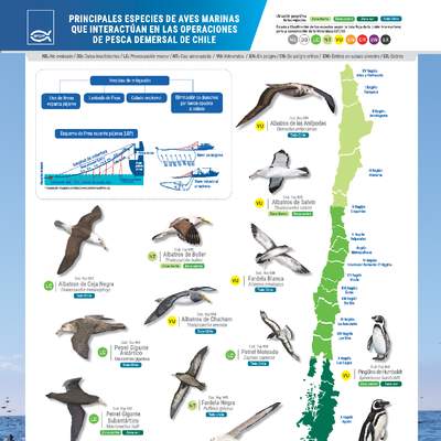Principales especies de aves marinas que interactúan en las operaciones de pesca demersal de Chile. Principales especies de aves marinas que interactúan en las operaciones de pesca demersal de Chile.