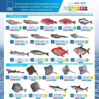 Principales especies de fauna acompañante presentes en las pesquerías de arrastre y palangre industrial desarrolladas en la zona sur austral. Principales especies de fauna acompañante presentes en las pesquerías de arrastre y palangre industrial desarrolladas en la zona sur austral.
