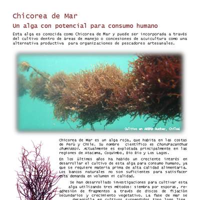 Chicorea de mar Chicorea de mar