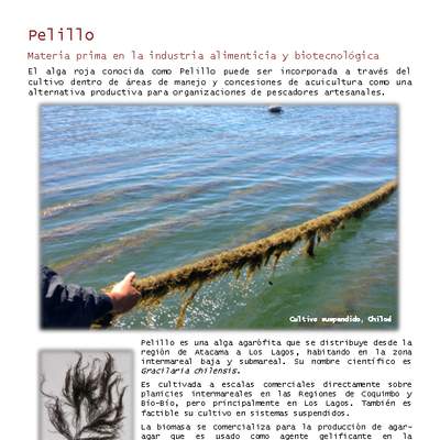 Alga pelillo Alga pelillo