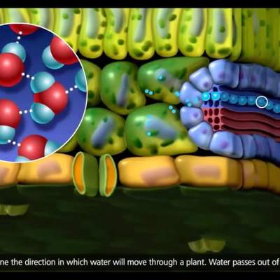 Estructura de la Planta para el Transporte de Agua Estructura de la Planta para el Transporte de Agua