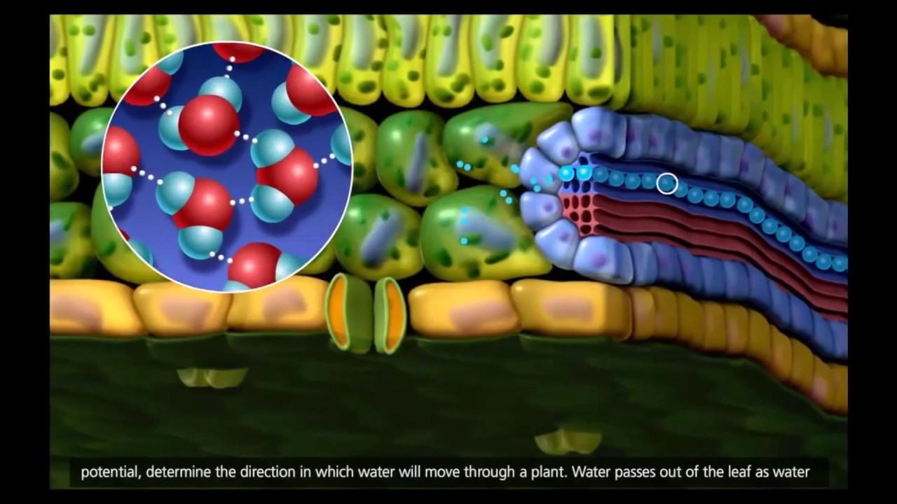 Estructura de la Planta para el Transporte de Agua Estructura de la Planta para el Transporte de Agua