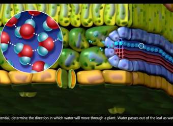 Estructura de la Planta para el Transporte de Agua Estructura de la Planta para el Transporte de Agua