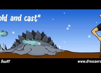 ¿Qué es un fósil?  ¿Qué es un fósil?