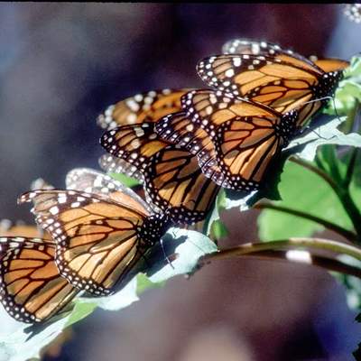 Avoiding Predators: How to Avoid Being Eaten Avoiding Predators: How to Avoid Being Eaten