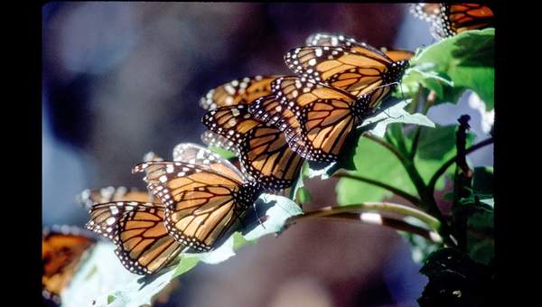 Avoiding Predators: How to Avoid Being Eaten Avoiding Predators: How to Avoid Being Eaten