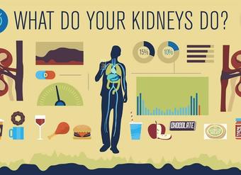 How do your kidneys work? - Emma Bryce How do your kidneys work? - Emma Bryce