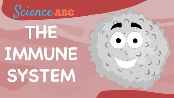 Immune System: Innate and Adaptive Immunity Explained Immune System: Innate and Adaptive Immunity Explained