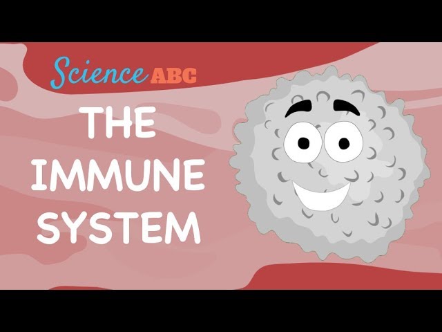 Immune System: Innate and Adaptive Immunity Explained Immune System: Innate and Adaptive Immunity Explained