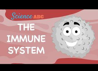 Immune System: Innate and Adaptive Immunity Explained Immune System: Innate and Adaptive Immunity Explained