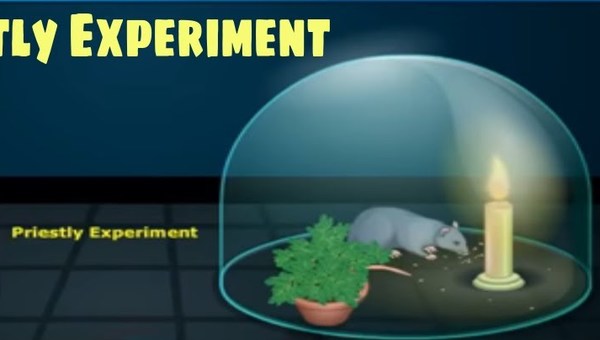 Air and Photosynthesis - Nutrition, Class 10 Biology | SSC Air and Photosynthesis - Nutrition, Class 10 Biology | SSC