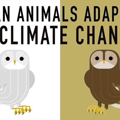 Can wildlife adapt to climate change? - Erin Eastwood Can wildlife adapt to climate change? - Erin Eastwood