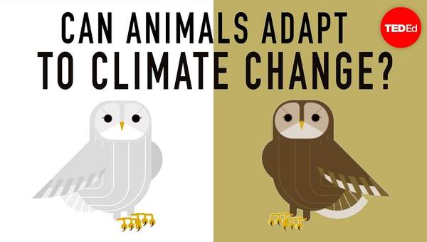Can wildlife adapt to climate change? - Erin Eastwood Can wildlife adapt to climate change? - Erin Eastwood