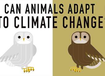 Can wildlife adapt to climate change? - Erin Eastwood Can wildlife adapt to climate change? - Erin Eastwood