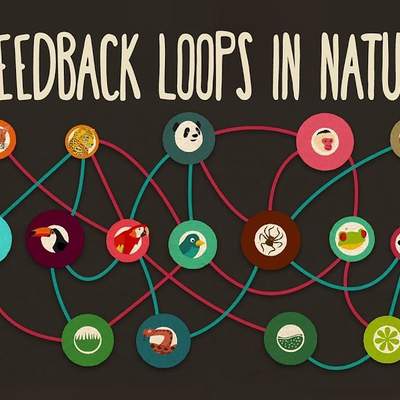 Feedback loops: How nature gets its rhythms - Anje-Margriet Neutel Feedback loops: How nature gets its rhythms - Anje-Margriet Neutel