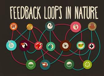 Feedback loops: How nature gets its rhythms - Anje-Margriet Neutel Feedback loops: How nature gets its rhythms - Anje-Margriet Neutel