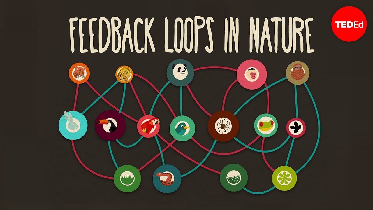 Feedback loops: How nature gets its rhythms - Anje-Margriet Neutel Feedback loops: How nature gets its rhythms - Anje-Margriet Neutel
