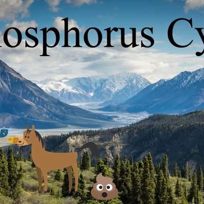 Phosphorus Cycle Explanation- A biogeochemical cycle Phosphorus Cycle Explanation- A biogeochemical cycle