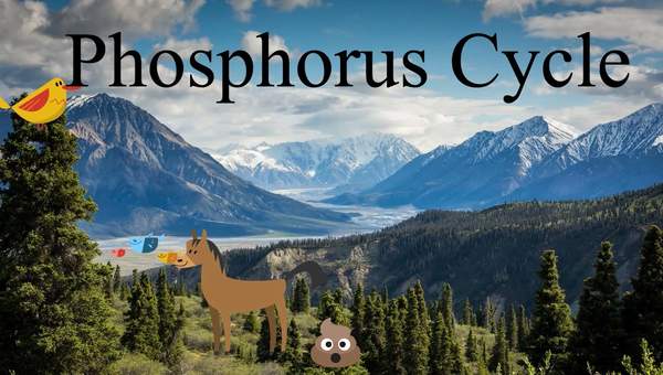 Phosphorus Cycle Explanation- A biogeochemical cycle Phosphorus Cycle Explanation- A biogeochemical cycle