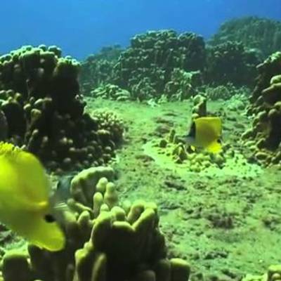 La Isla de Pascua ( Chile ) - Ecosistema marino La Isla de Pascua ( Chile ) - Ecosistema marino