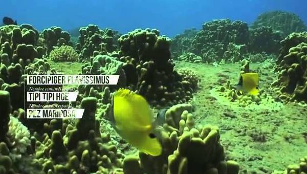 La Isla de Pascua ( Chile ) - Ecosistema marino La Isla de Pascua ( Chile ) - Ecosistema marino