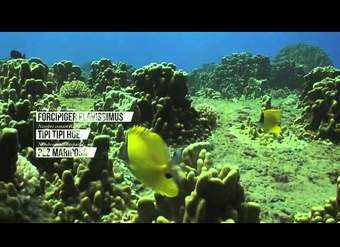 La Isla de Pascua ( Chile ) - Ecosistema marino La Isla de Pascua ( Chile ) - Ecosistema marino