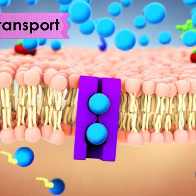 Biology: Cell Transport Biology: Cell Transport