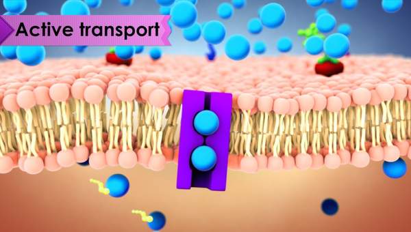 Biology: Cell Transport Biology: Cell Transport