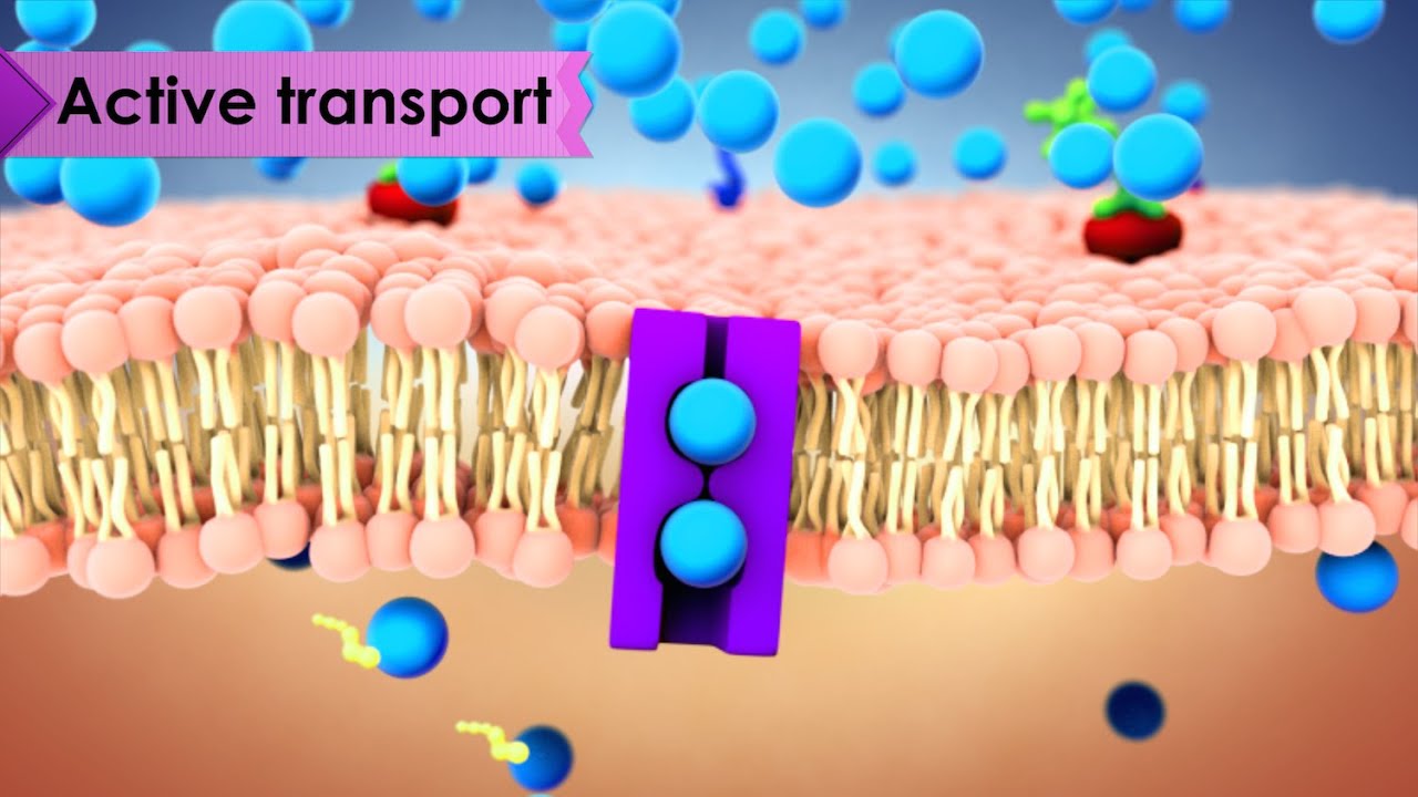 Biology: Cell Transport Biology: Cell Transport
