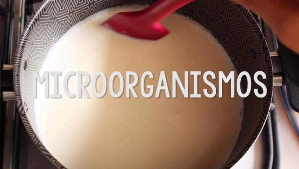 ¿Bacterias en mi yogurt? ¿Bacterias en mi yogurt?