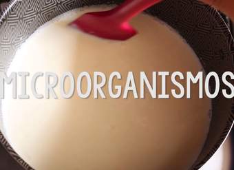 ¿Bacterias en mi yogurt? ¿Bacterias en mi yogurt?