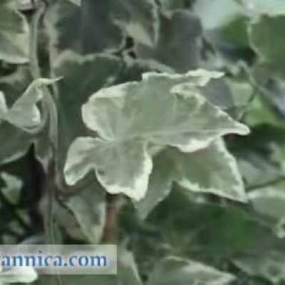 SPOTLIGHT: Photosynthesis | Encyclopaedia Britannica SPOTLIGHT: Photosynthesis | Encyclopaedia Britannica