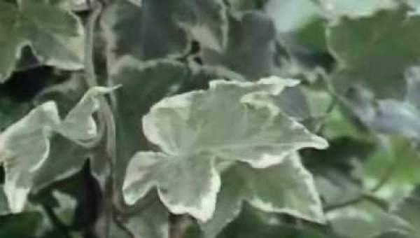 SPOTLIGHT: Photosynthesis | Encyclopaedia Britannica SPOTLIGHT: Photosynthesis | Encyclopaedia Britannica