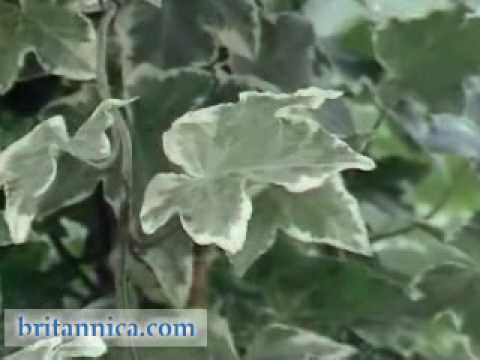 SPOTLIGHT: Photosynthesis | Encyclopaedia Britannica SPOTLIGHT: Photosynthesis | Encyclopaedia Britannica