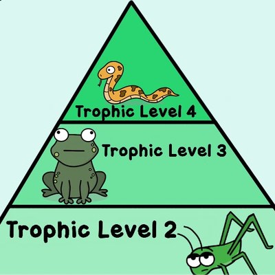 Food Webs and Energy Pyramids: Bedrocks of Biodiversity Food Webs and Energy Pyramids: Bedrocks of Biodiversity