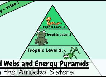 Food Webs and Energy Pyramids: Bedrocks of Biodiversity Food Webs and Energy Pyramids: Bedrocks of Biodiversity