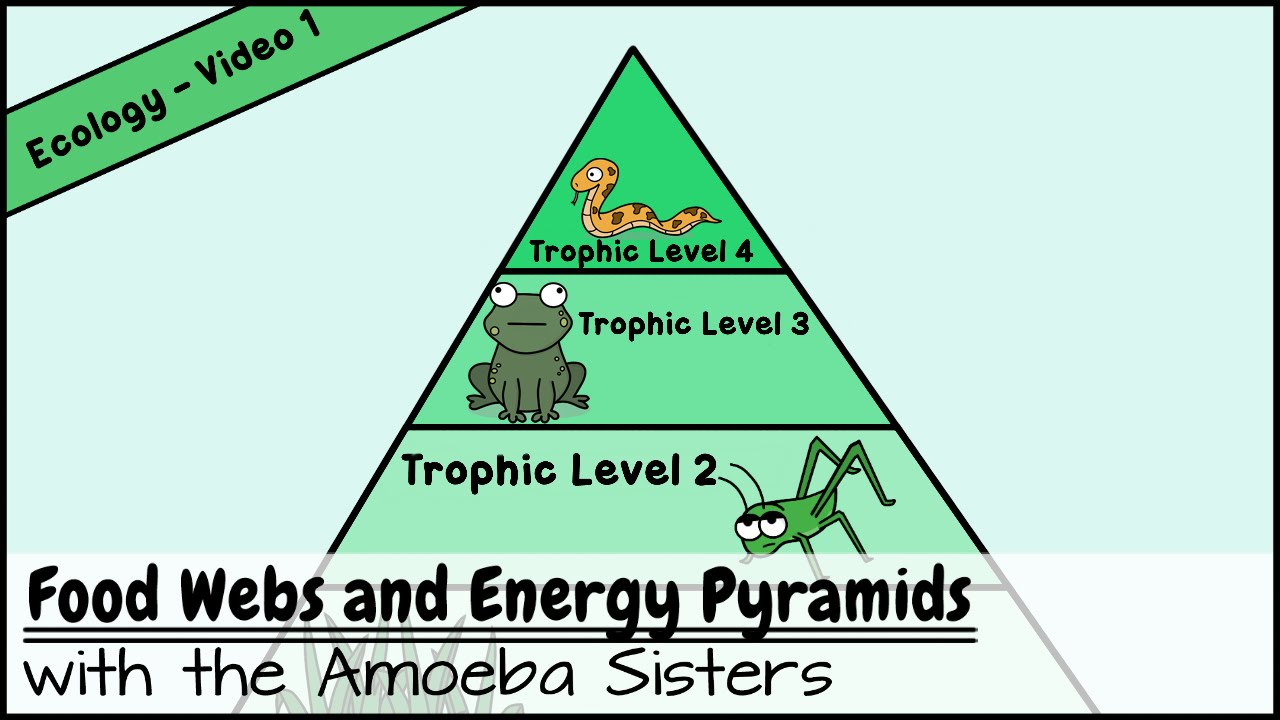 Food Webs and Energy Pyramids: Bedrocks of Biodiversity Food Webs and Energy Pyramids: Bedrocks of Biodiversity